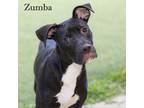 Adopt Zuma a Black Mixed Breed (Small) / Mixed dog in Cartersville