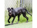 Adopt Chase a Black Mixed Breed (Small) / Mixed dog in Cartersville