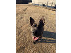 Adopt Appropriately-Sized Bertha* a Brindle Mixed Breed (Large) / Mixed dog in
