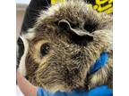 Adopt Agate a Guinea Pig small animal in Kanab, UT (37670164)