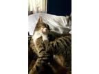 Adopt George a Tan or Fawn Domestic Mediumhair / Mixed cat in Ellsworth