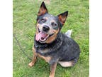 Adopt (Eren) Jaeger a Black Australian Cattle Dog / Mixed dog in San Marcos