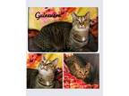Adopt Guinevere a Brown Tabby Domestic Shorthair (short coat) cat in Asheville