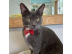 Adopt Baby Jello a Gray or Blue Domestic Shorthair / Mixed cat in Long Beach