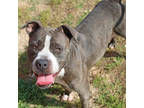 Adopt Grape a Brown/Chocolate American Pit Bull Terrier / Mixed dog in San