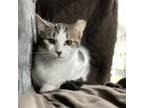 Adopt Anna a Domestic Short Hair