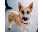Adopt Ben a Tan/Yellow/Fawn Shepherd (Unknown Type) / Husky / Mixed dog in N Las
