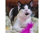 Adopt Bodhi a All Black Domestic Shorthair / Mixed cat in Cumming, GA (37861301)