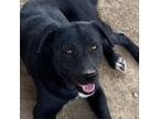 Adopt Foxy Roxy a Black Retriever (Unknown Type) / Mixed dog in Midland