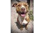 Adopt Darla a Red/Golden/Orange/Chestnut Mixed Breed (Medium) / Mixed dog in