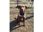 Adopt Richie a Brown/Chocolate Labrador Retriever dog in Ola, AR (37749188)