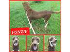 Adopt Fonzie a Brown/Chocolate - with Tan Shepherd (Unknown Type) dog in Ola
