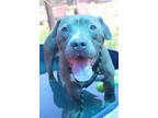Adopt Andes a Brown/Chocolate American Pit Bull Terrier / Mixed dog in San