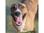 Adopt Cupid a Brown/Chocolate Mastiff / Mountain Cur / Mixed dog in San Marcos