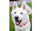Adopt Snowball a White Husky / Mixed Breed (Large) / Mixed dog in Blackwood