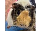 Adopt Quartz a Guinea Pig small animal in Kanab, UT (37670163)
