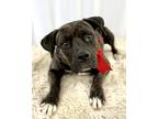 Adopt Mousey a Brindle Catahoula Leopard Dog / Mixed dog in Picayune
