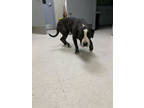 Adopt Valentine a Brindle Mixed Breed (Large) / Mixed dog in Savannah