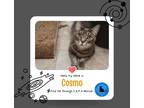 Adopt Cosmo a Gray, Blue or Silver Tabby Domestic Shorthair (short coat) cat in