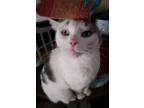 Adopt Rosie a Gray or Blue (Mostly) Domestic Shorthair (short coat) cat in