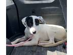 Adopt Oregon a White - with Black Blue Heeler / Mixed dog in Beeville