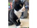 Adopt Sylvester a All Black Domestic Shorthair / American Shorthair / Mixed cat