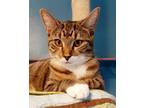 Adopt Bootsy a Tan or Fawn Tabby Domestic Shorthair (short coat) cat in