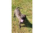 Adopt Charlie a Brindle - with White Mixed Breed (Medium) / Mixed dog in Earl