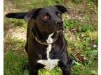 Adopt Clyde a Black - with White Labrador Retriever / Mixed Breed (Medium) /