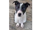 Adopt Juke a Black - with White Border Collie / Mixed dog in Salt Lake City