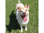 Adopt Orion a White Australian Shepherd / Mixed dog in San Marcos, TX (37863521)