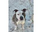 Adopt ANGEL a Gray/Silver/Salt & Pepper - with White American Staffordshire