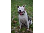 Adopt Louise a Black - with White Pit Bull Terrier / Mixed dog in Ft.