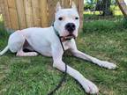 Adopt Zach a White Dogo Argentino / Mixed dog in Kitchener, ON (35118738)