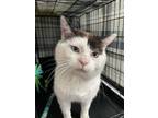 Adopt Boss a Cream or Ivory (Mostly) Domestic Shorthair (short coat) cat in