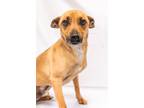 Adopt 160498 a Brown/Chocolate Mixed Breed (Small) / Mixed dog in Bakersfield
