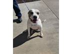 Adopt Marshall a White American Pit Bull Terrier / Mixed dog in Larned