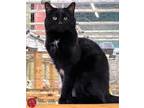 Adopt Nemo a All Black Domestic Shorthair (short coat) cat in St.