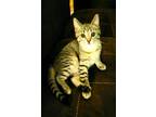 Adopt Opal a Brown or Chocolate (Mostly) Domestic Shorthair (short coat) cat in