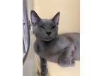 Adopt Kailey a Gray or Blue Domestic Shorthair / Domestic Shorthair / Mixed cat