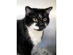 Adopt Bagheera a Black & White or Tuxedo Domestic Shorthair (short coat) cat in