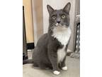 Adopt Amelia a Gray or Blue Domestic Shorthair / Domestic Shorthair / Mixed cat