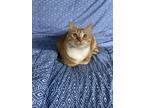 Adopt Ginger a Orange or Red Tabby Domestic Shorthair (short coat) cat in Inman