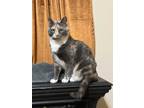 Adopt Mayhem a Calico or Dilute Calico Calico (short coat) cat in Inman