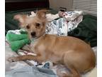 Adopt Marley a Tan/Yellow/Fawn Terrier (Unknown Type, Small) / Mixed dog in