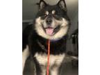 Adopt Max a Black - with White Mixed Breed (Large) / Alaskan Malamute / Mixed