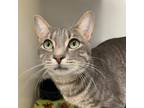 Adopt Elkan a Gray or Blue Domestic Shorthair / Mixed cat in Cumming