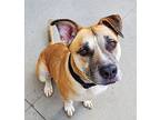 Adopt Gigglesworth a Tan/Yellow/Fawn - with White Labrador Retriever / Mixed dog