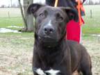 Adopt Rachel a Black - with White Labrador Retriever / Mixed dog in Osgood