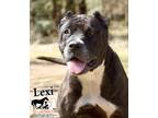 Adopt Lexi a Brindle Cane Corso / Mixed Breed (Medium) / Mixed dog in Broadway